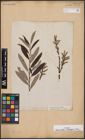 Foto von Salix aurita L. x Salix eleagnos Scop.